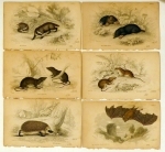 The Naturalist's Library